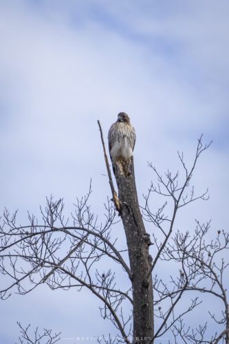IMG 0036-copy