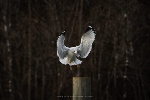IMG 1515-copy