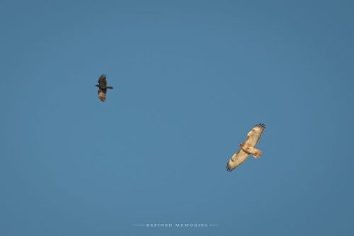 IMG 2224-copy