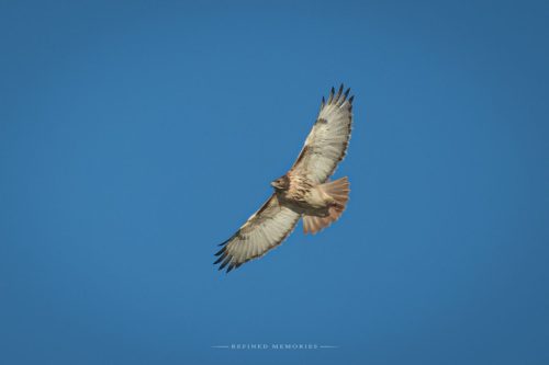 IMG 2249-copy