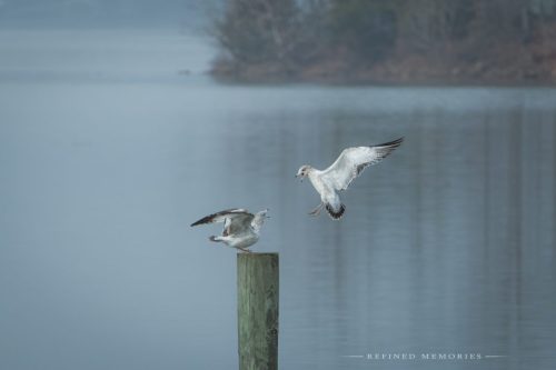 IMG 2416-copy