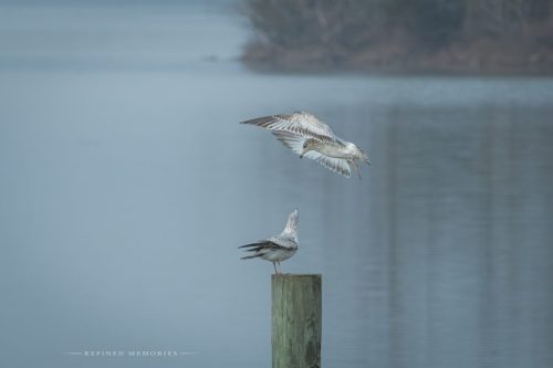 IMG 2420-copy