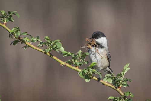 IMG 2501