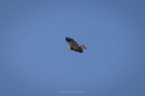 IMG 2933-copy