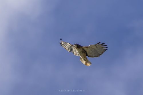 IMG 3078-copy