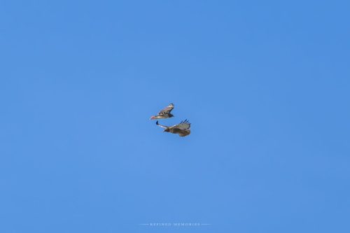IMG 3458-copy