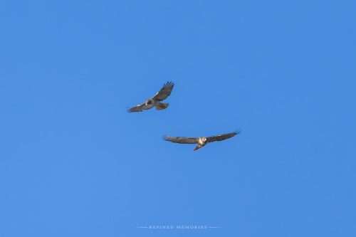 IMG 3475-copy