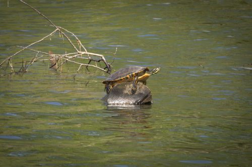IMG 4868