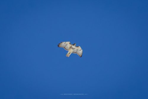 IMG 6024-copy