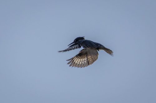IMG 6874