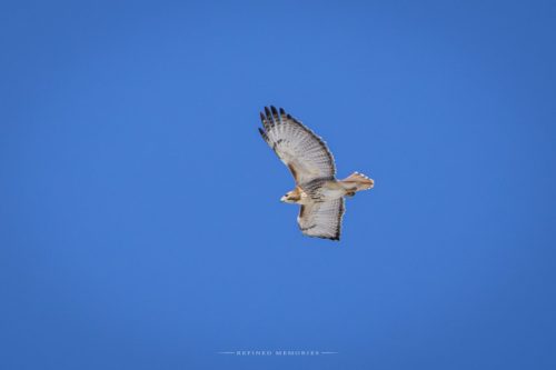 IMG 7287-copy