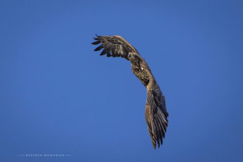 IMG 7512-copy
