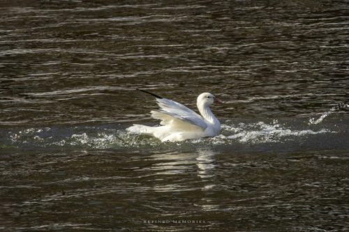 IMG 7721-copy