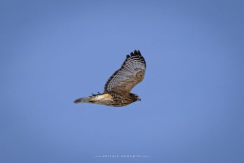 IMG 7789-copy