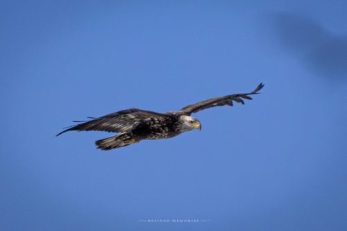 IMG 7812-copy