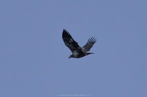 IMG 8311-copy