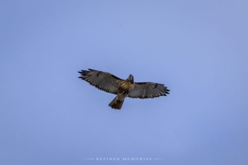 IMG 8356-copy