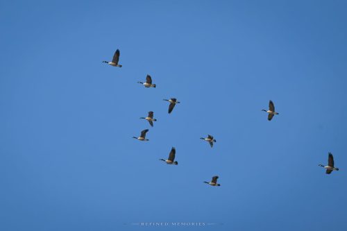 IMG 8380-copy