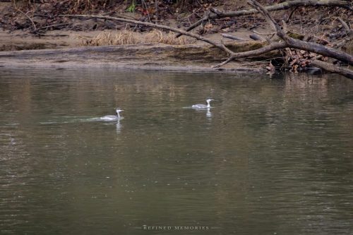 IMG 9072-copy