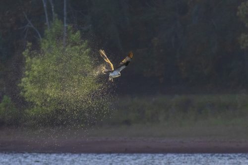 IMG 9308