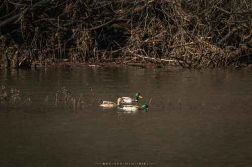 IMG 9647-copy