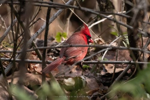 IMG 9913-copy